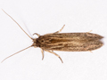 Opogona sacchari